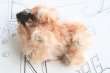 画像9: Steiff pekingese dog (9)