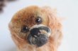 画像5: Steiff pekingese dog (5)