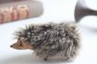 画像3: German toy hedgehog (3)